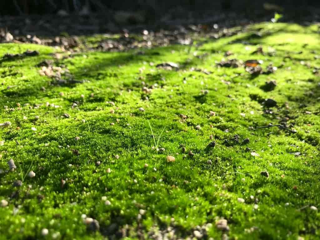 Sunlit Grass with Moss Cleaning Mold and Mildew on Artificial Turf