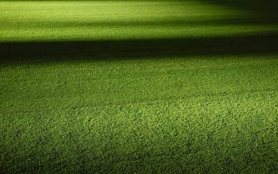 The Environmental Impact of Artificial Grass