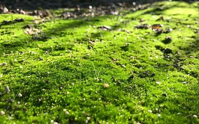 Cleaning Mold and Mildew on Artificial Turf